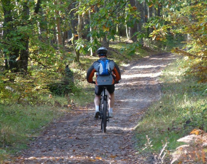 Balade dans les chemins de la foret