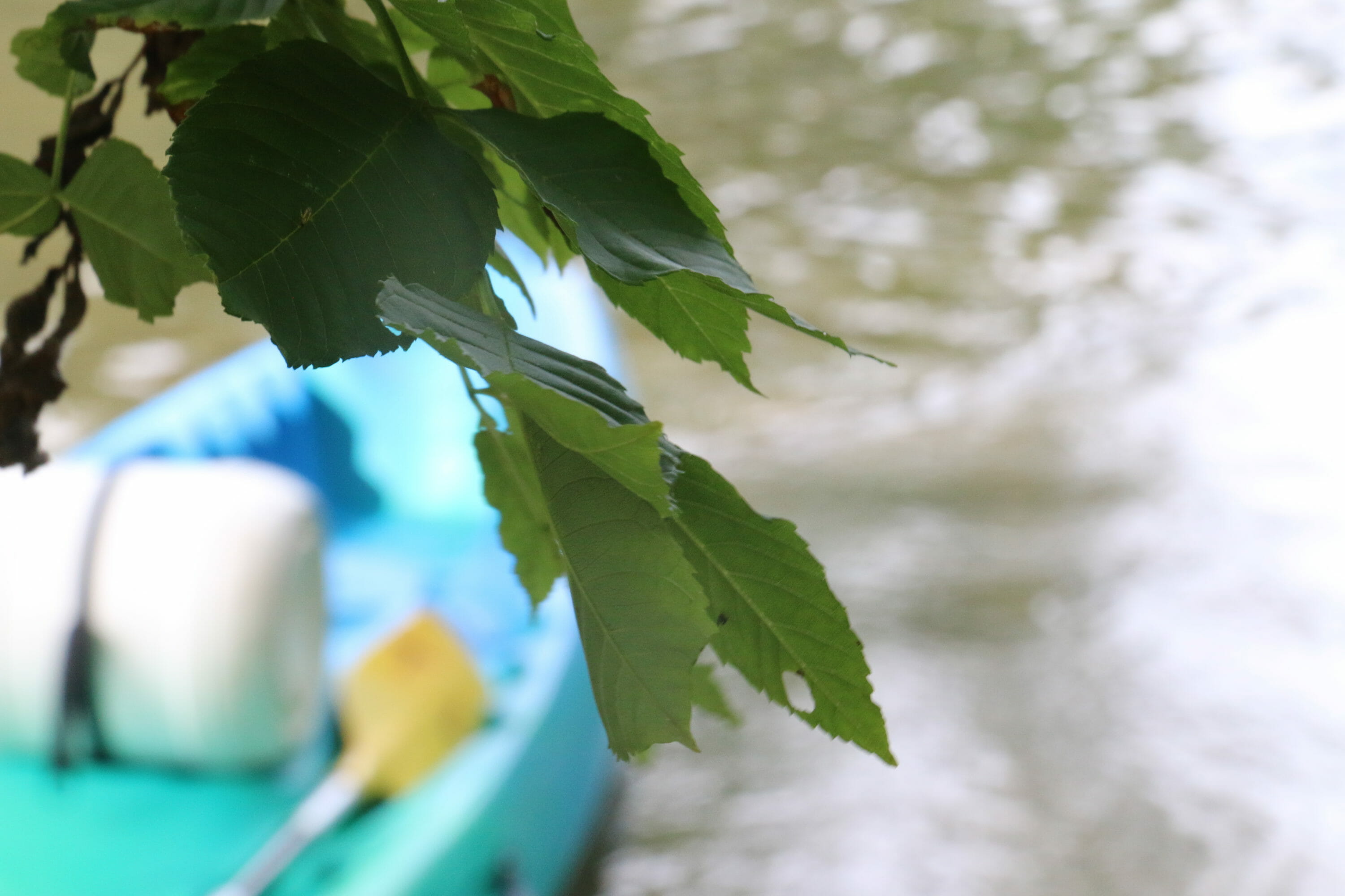Canoe artistique